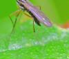 Dolichocephala sp.